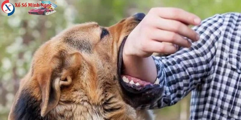 Giải mã giấc mơ về các tình huống xung đột và nguy hiểm